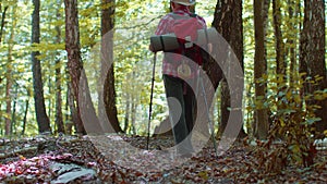 Rear view of senior Caucasian grandfather man tourist walking in forest with sticks on sunny day