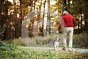 A rear view of senior man walking with a dog in an autumn nature at sunset.