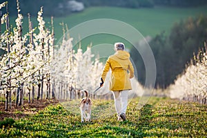 A rear view of senior woman with a pet dog on a walk in spring orchard.