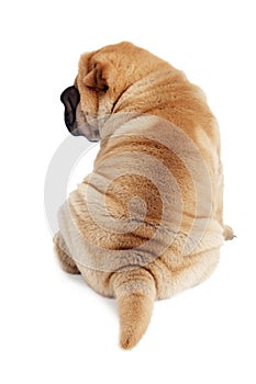 Rear view of sharpei puppy