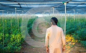 rear view shot of farmer checking greemhouse plantation - conept of agronomy, small business and modern agriculture or