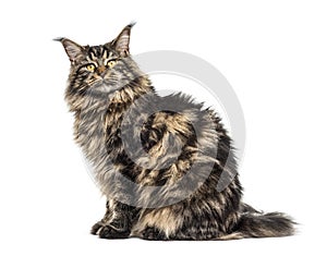 Rear view of a sitting Maine coon looking back