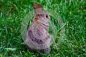 Rear View of Small Rabbit