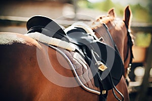 A rear view of a sorrel young horse with a saddle and saddlecloth on its back photo