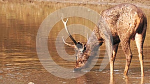 Rear view of a stag sambar deer drinking from a waterhole in tadoba