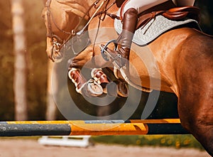 A rear view of a strong racehorse with a rider in the saddle, jumping over a high barrier at a show jumping competition on a sunny