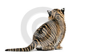 Rear view of Sumatran Tiger cub, Panthera tigris sumatrae, 3 wee