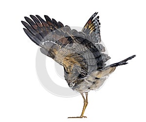 Rear view of a Sunbittern - Eurypyga helias