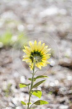 Rear view of a sunflower with bright yellow petals with the background out of focus