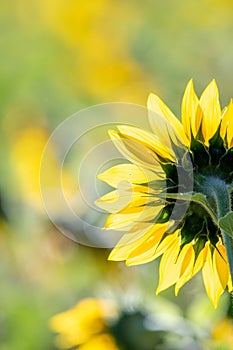 Rear view of a sunflower with bright yellow petals with the background out of focus