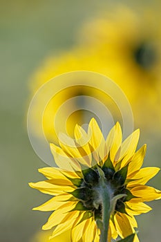 Rear view of a sunflower with bright yellow petals with the background out of focus