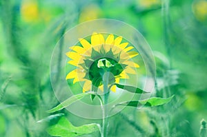 Rear view of sunflower, nature