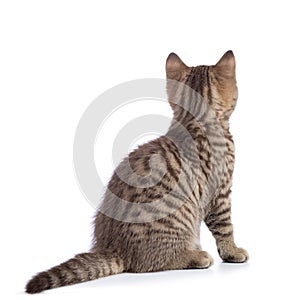 Rear view of tabby-cat kitten isolated on white