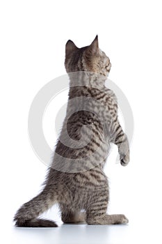 Rear view of tabby-cat kitten standing on legs isolated on white