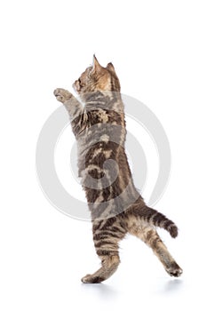 Rear view of tabby-cat kitten standing on legs isolated on white