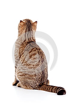 Rear view of tabby-cat on white