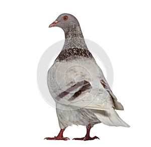 Rear view of a Texan pigeon photo