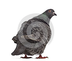 Rear view of a Texan pigeon photo
