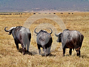 Rear view of three buffaloes in row in Serengeti National Park, Kenya