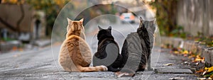 Rear view of three cats of different hues form a tranquil line on suburban road. photo