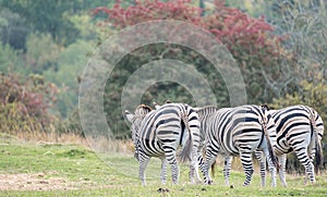 Rear view of three zebras, photographed at Port Lympne Safari Park, Ashford, Kent UK