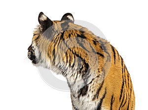 Rear view of a tiger`s head looking backwards, big cat