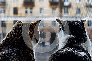 The rear view of two adult young cats black and white and tabby are sitting together on a windowsill and looking through the