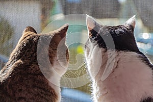 The rear view of two adult young cats black and white and tabby are sitting together on a windowsill and looking through the windo