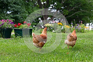 Rear view of two free-range red hens roaming around a large country garden