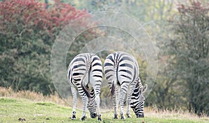 Rear view of two plains zebras, photographed at Port Lympne Safari Park, Ashford, Kent UK