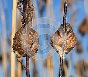 Rear view of two Praying mantis nests or egg sacs clinging to individual twigs.