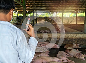 Rear view of veterinarian Doctor wearing protective suit and holding a syringe for Foot and Mouth Disease Vaccine in pig farming.