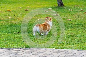 Rear view of Welsh Corgi dog with chubby butt walking on grass
