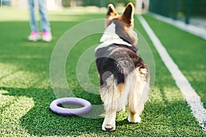 Rear view of Welsh Corgi dog standing on green grass outside, playing with toy puller.