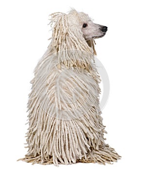 Rear view of White Corded standard Poodle sitting in front of white background