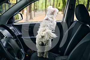 Rear view of white fluffy dog stands in the front passenger seat of car looking out of the window to the forest.
