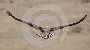 White-tailed Eagle Wingspan photo