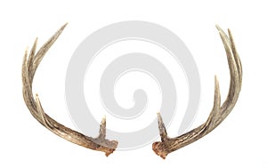 Rear View of Whitetail Deer Antlers