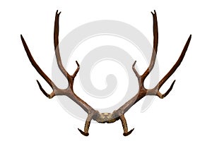 Rear View of Whitetail Deer Antlers isolated on white