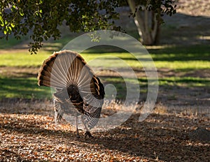 Rear view of wild turkey strutting in sunshine