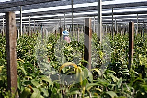 Rear view of worker walks in the orchid farm with wide view of plantation in background