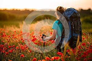 Rear view of young attractive woman with backpack and walking sticks stands on field of poppies