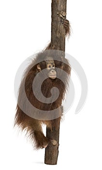 Rear view of a young Bornean orangutan climbing on a tree trunk, Pongo pygmaeus, 18 months old