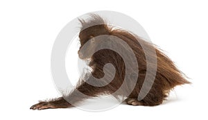 Rear view of a young Bornean orangutan crouching, Pongo pygmaeus, 18 months old, isolated on white