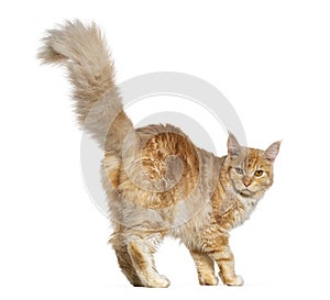 Rear view of a Young ginger maine coon cat walking looking at he camera, isolated on white