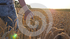 Rear view of young girl walking with her siberian husky dog through the cereal field and stroking golden rye at sunset