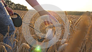 Rear view of young girl walking with her siberian husky dog through the cereal field and stroking golden rye at sunset