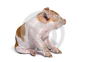 Rear view of a Young pig looking back closed eye mixedbreed photo