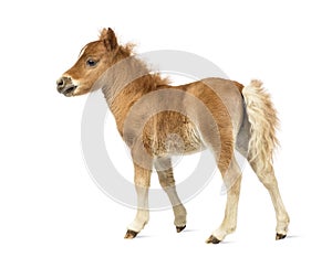 Rear view of a young poney, foal against white background
