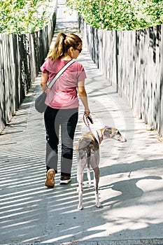 Rear view of a young Spanish woman walking with her rescued greyhound dog across a bridge in a park as they both look to the side